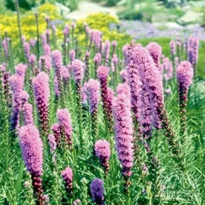 Liatris spicata 'Kobold' (Blazing Star) - 1 Gallon Potted Perennial